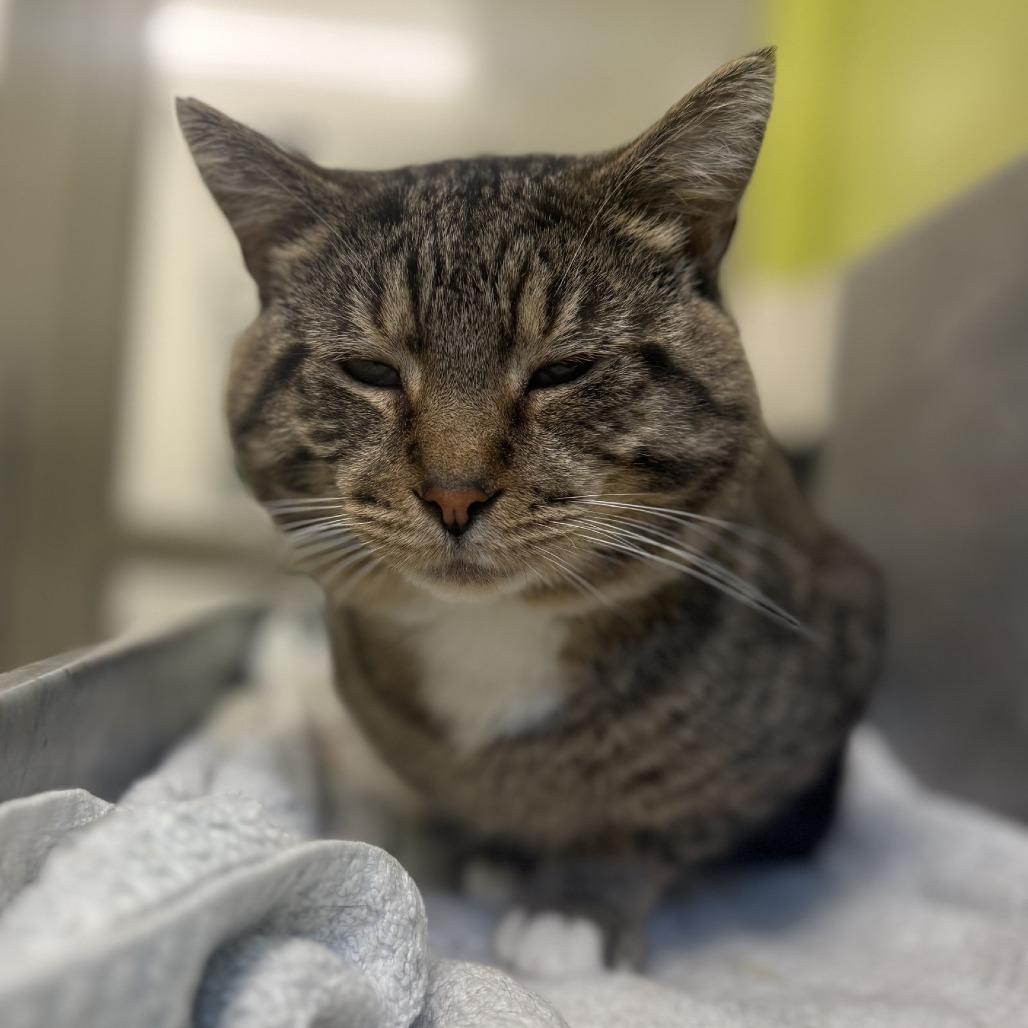 Enlarge Harry, a Adoptable Domestic Short Hair in Pittsburgh, PA image 6/6