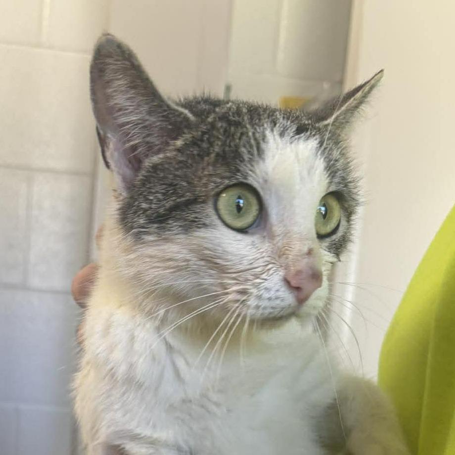 Widget, Adoptable, Young Female Domestic Short Hair.