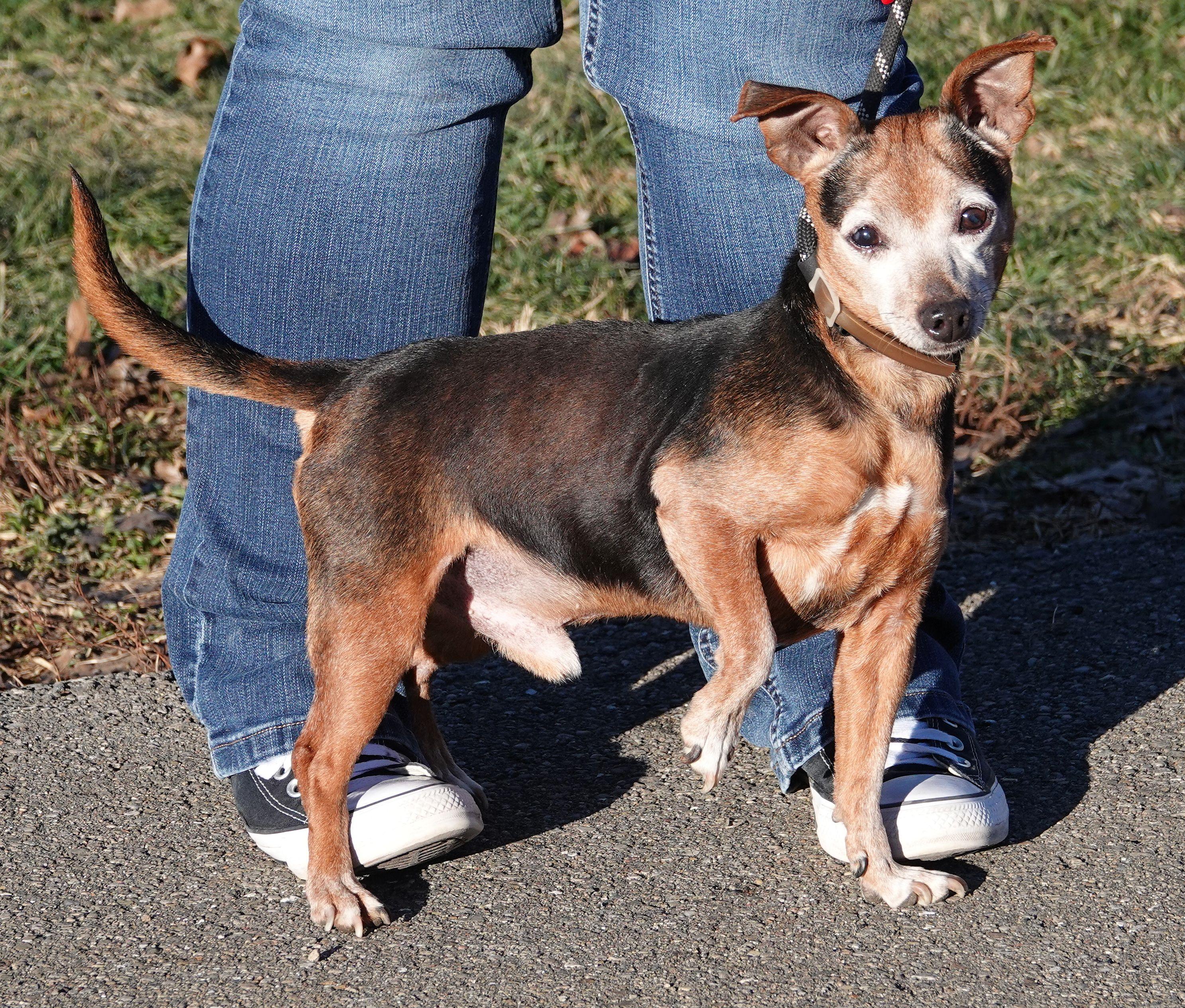 Enlarge Stimpy - RESCUED, an adoption pending mixed breed in Millfield, OH image 2/3