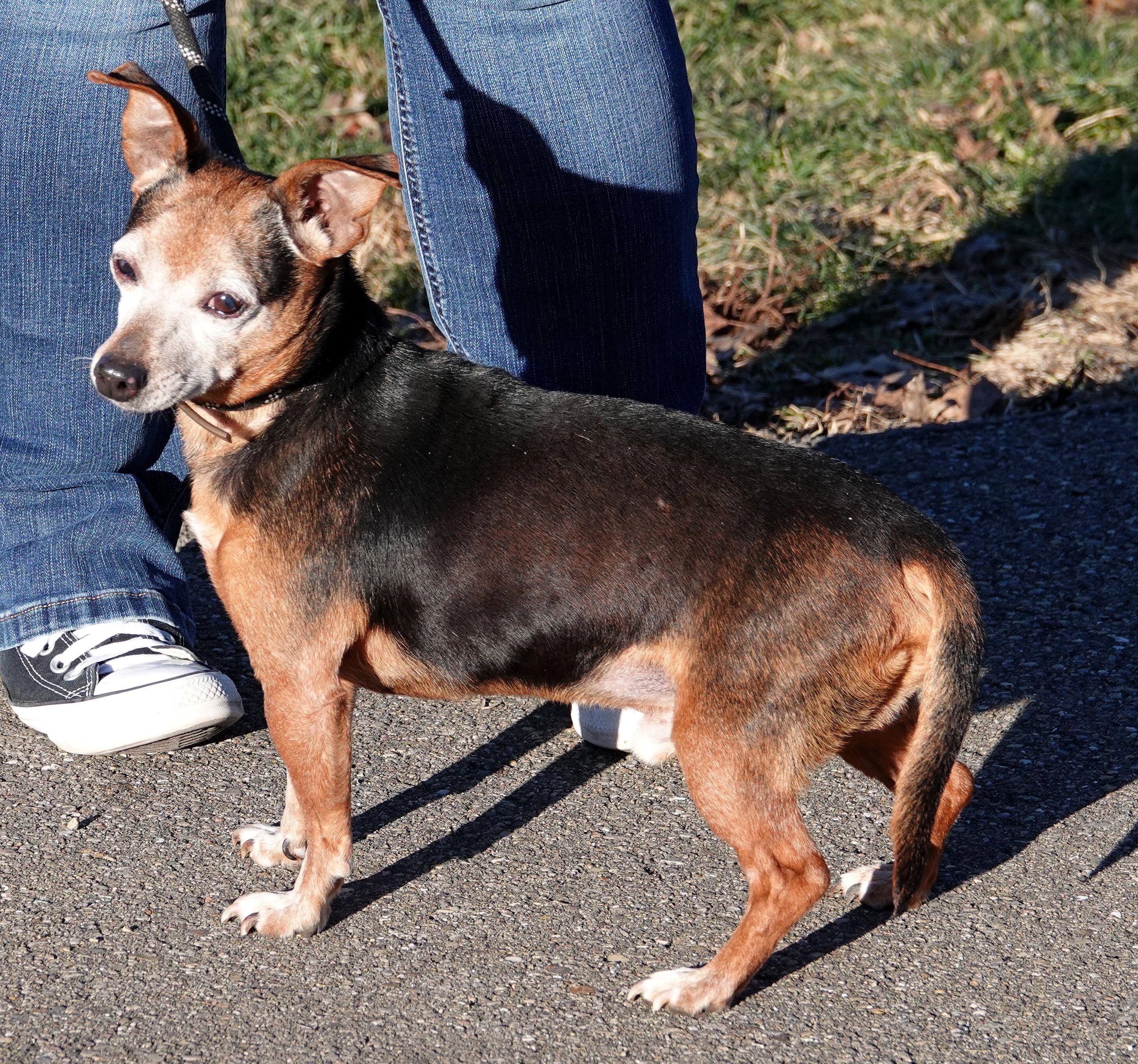 Enlarge Stimpy - RESCUED, an adoption pending mixed breed in Millfield, OH image 3/3