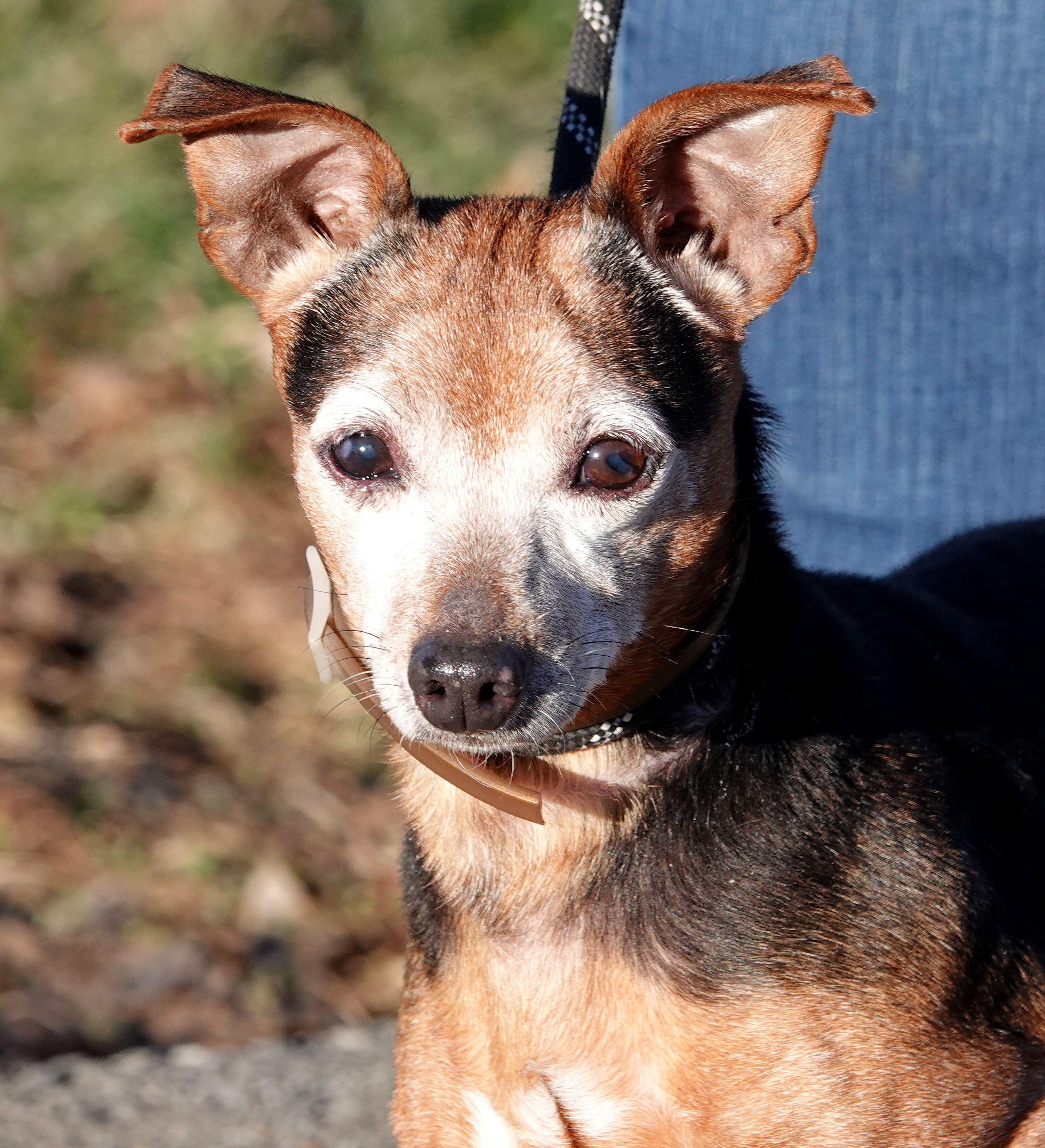 Enlarge Stimpy - RESCUED, an adoption pending mixed breed in Millfield, OH image 1/3