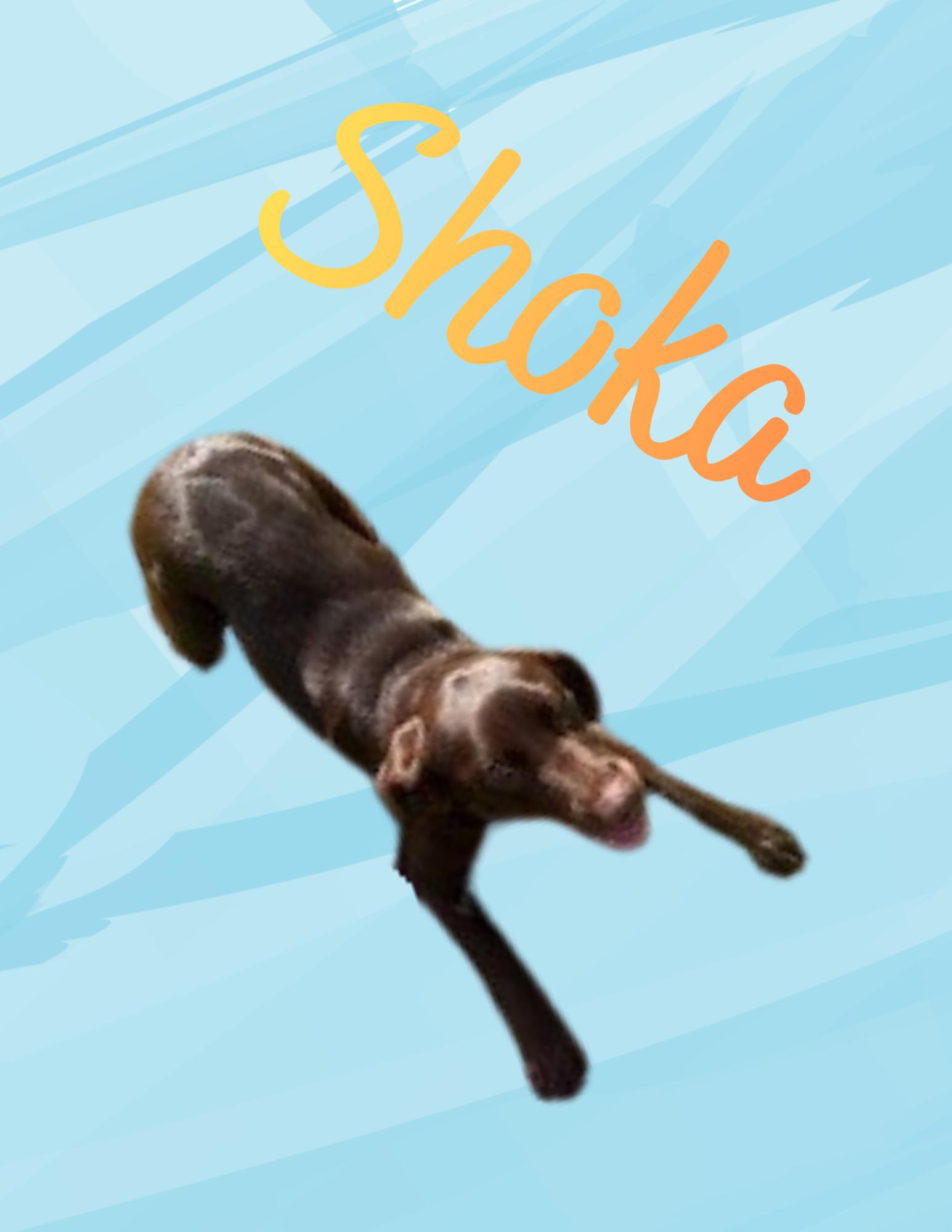 Enlarge Shoka, a ADOPTABLE mixed breed in Nenana, AK image 1/1