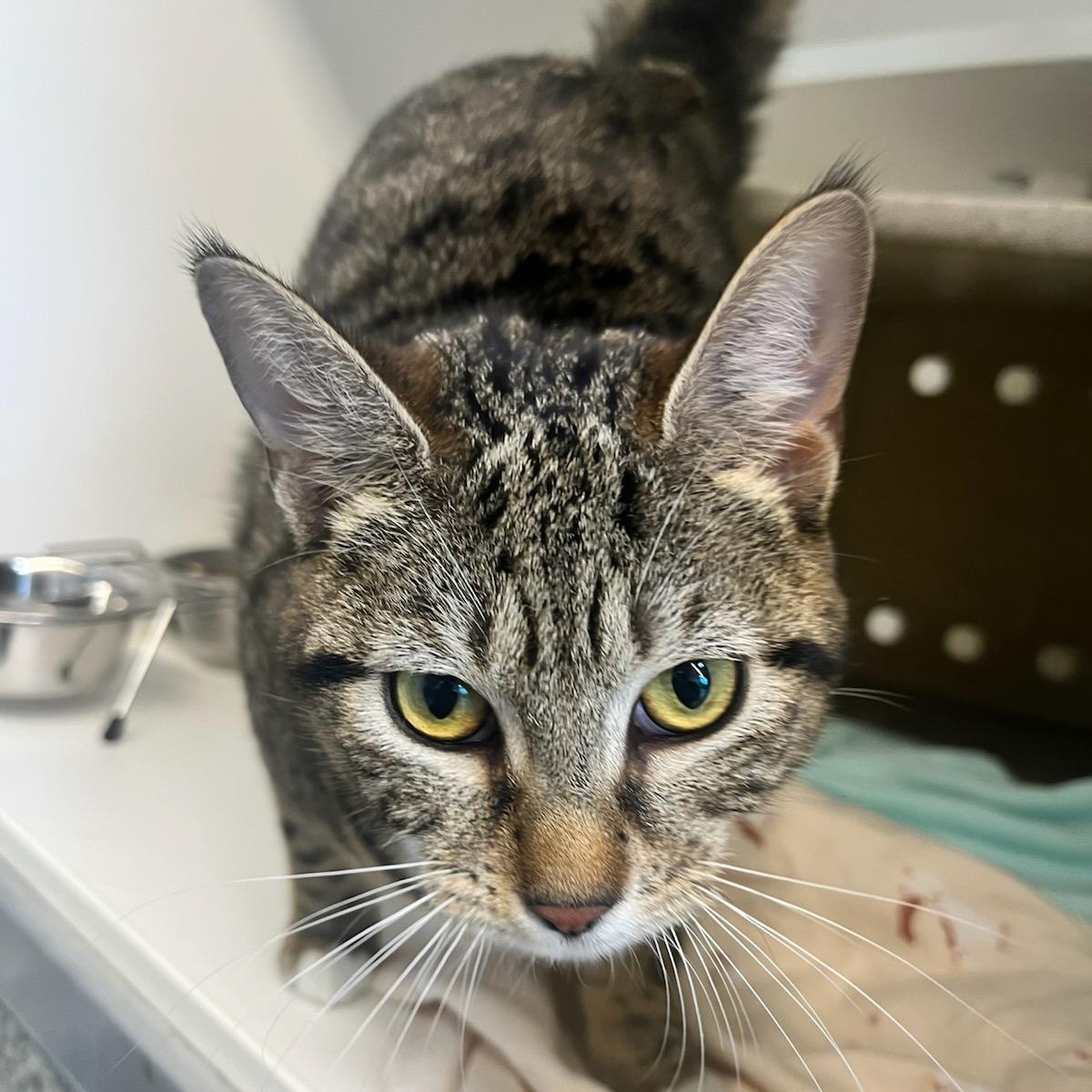 Donna (ID 51292/1429), adopted, Adult Female Domestic Short Hair.