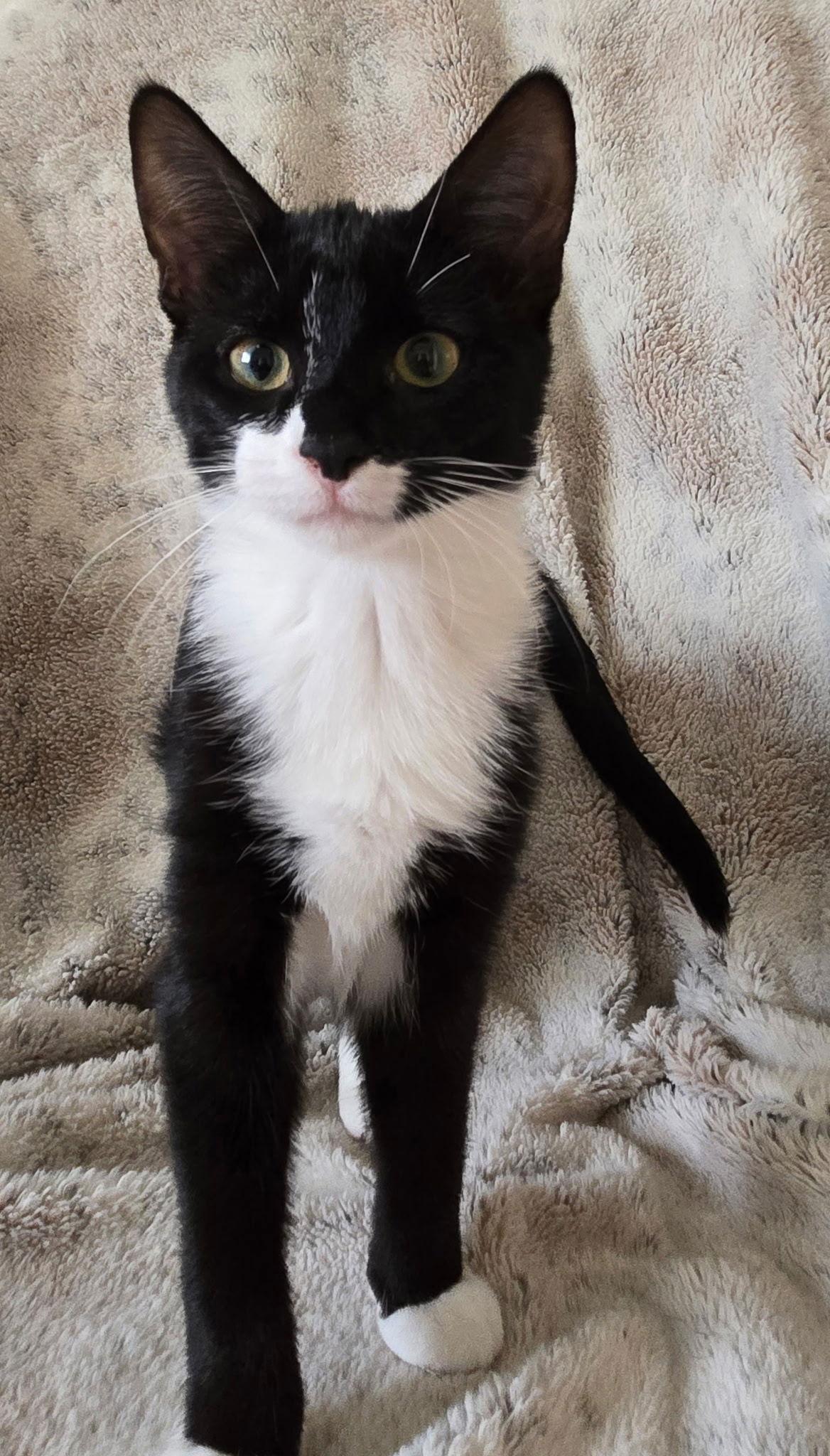 Hematite, Adoptable, Young Female Domestic Short Hair & Tuxedo.