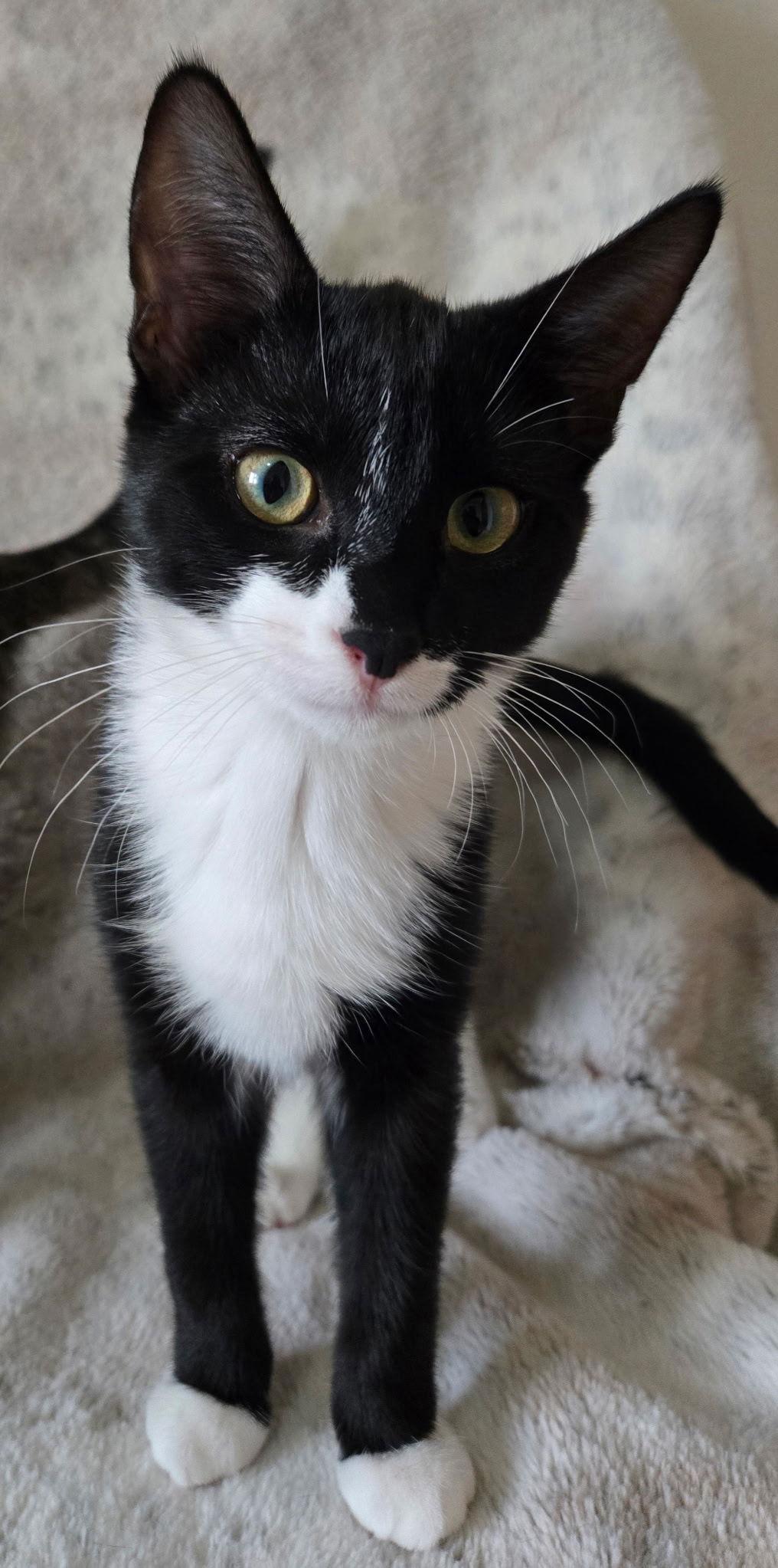 Enlarge Hematite, a Adoptable mixed breed in Fargo, ND image 2/2