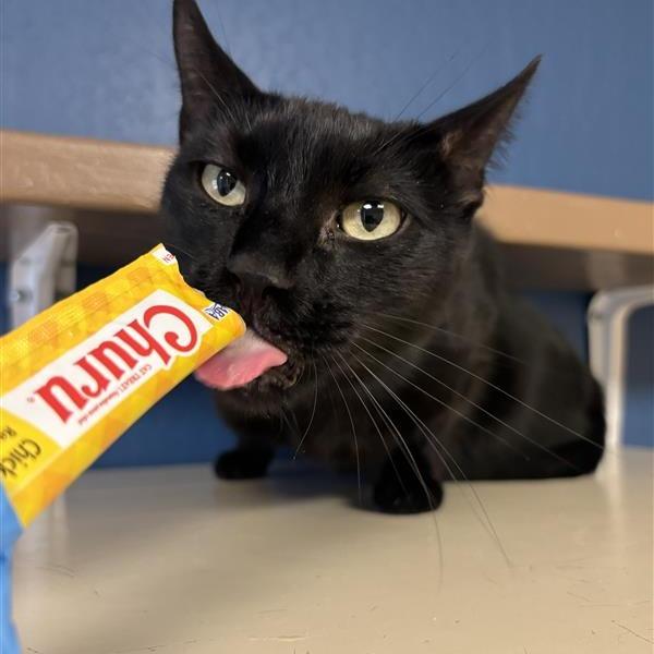 Vinny, a Adoptable Domestic Short Hair in Tempe, AZ image 1/6
