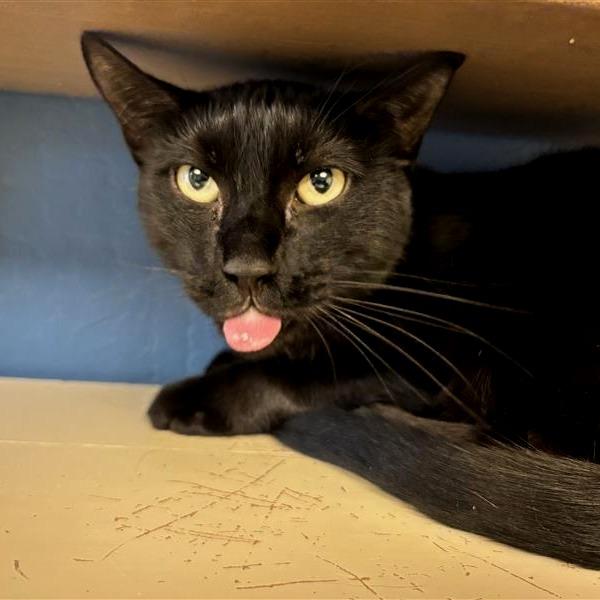 Enlarge Vinny, a Adoptable Domestic Short Hair in Tempe, AZ image 2/6