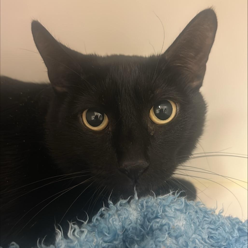 Vinny, a Adoptable Domestic Short Hair in Tempe, AZ image 2/6