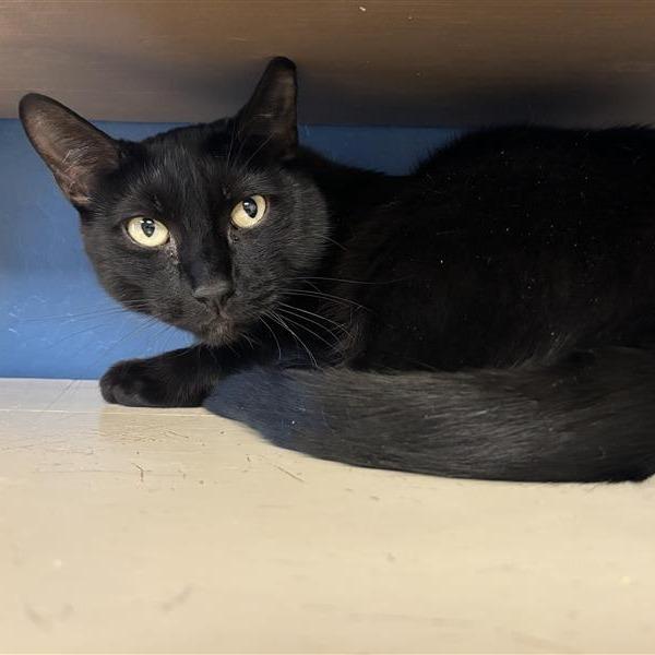 Vinny, a Adoptable Domestic Short Hair in Tempe, AZ image 3/6