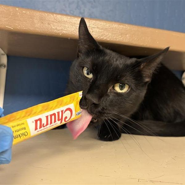 Vinny, a Adoptable Domestic Short Hair in Tempe, AZ image 4/6