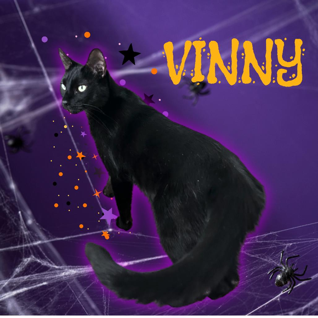 Enlarge Vinny, a Adoptable Domestic Short Hair in Tempe, AZ image 5/6