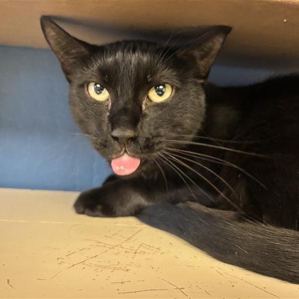 Vinny, a Adoptable Domestic Short Hair in Tempe, AZ image 5/6