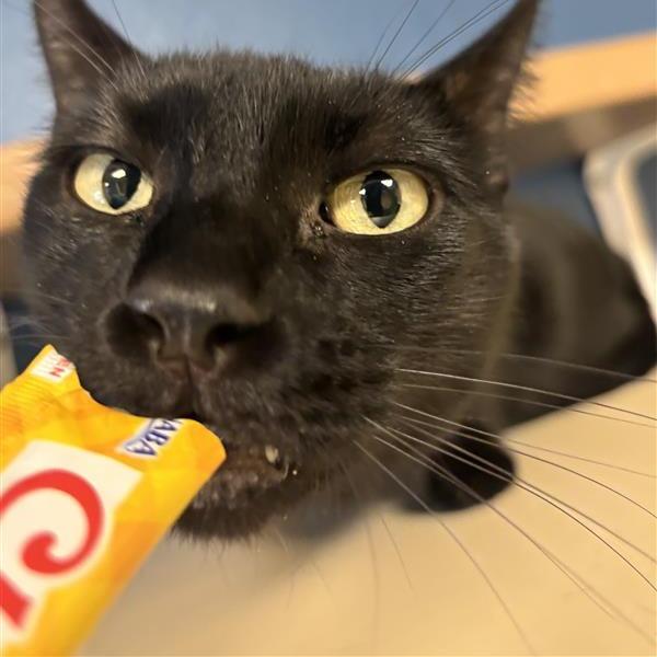 Enlarge Vinny, a Adoptable Domestic Short Hair in Tempe, AZ image 5/6