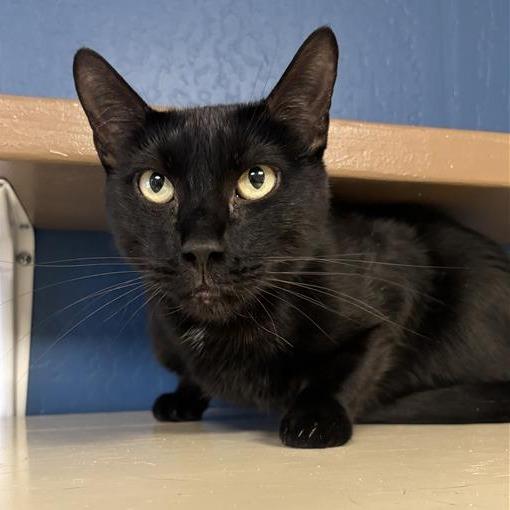 Vinny, a Adoptable Domestic Short Hair in Tempe, AZ image 6/6