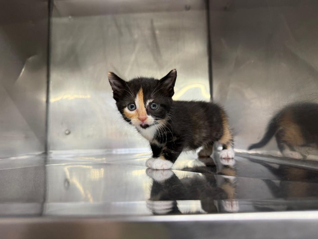 Enlarge Apricot, a Adoptable mixed breed in Murray, KY image 1/1
