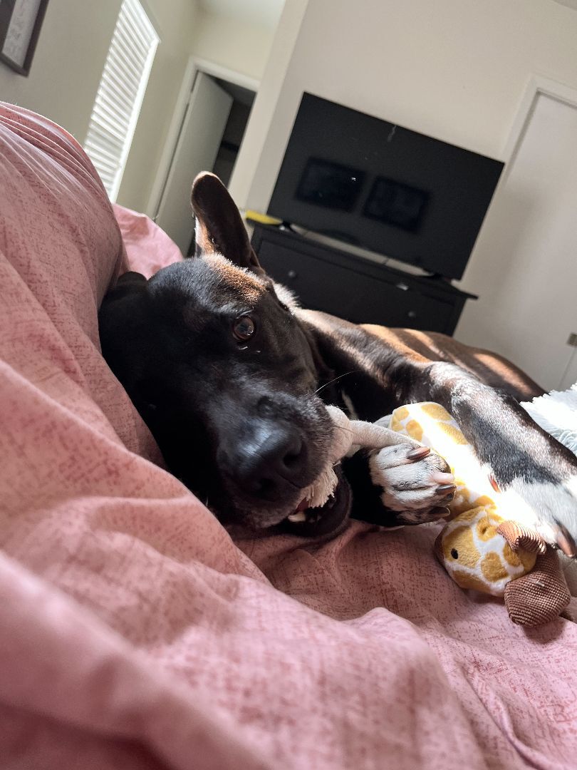 Enlarge Maximillian, a Adoptable mixed breed in Littleton, CO image 7/10