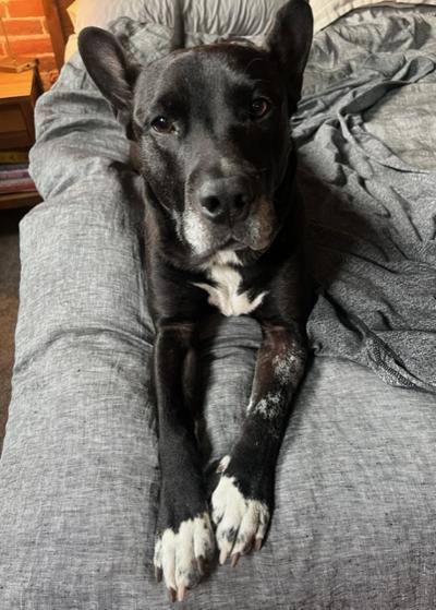 Enlarge Maximillian, a Adoptable mixed breed in Littleton, CO image 8/10