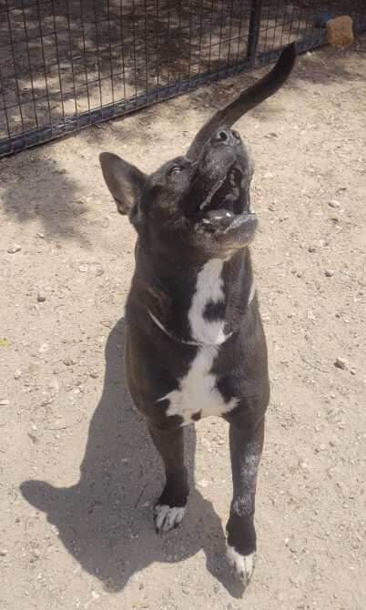 Enlarge Maximillian, a Adoptable mixed breed in Littleton, CO image 9/10