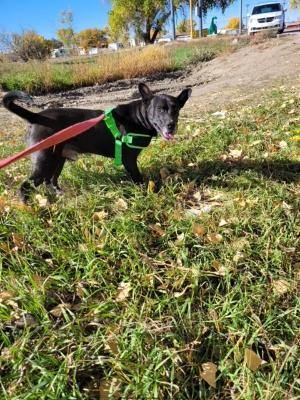 Maximillian, Adoptable, Adult Male Cattle Dog.