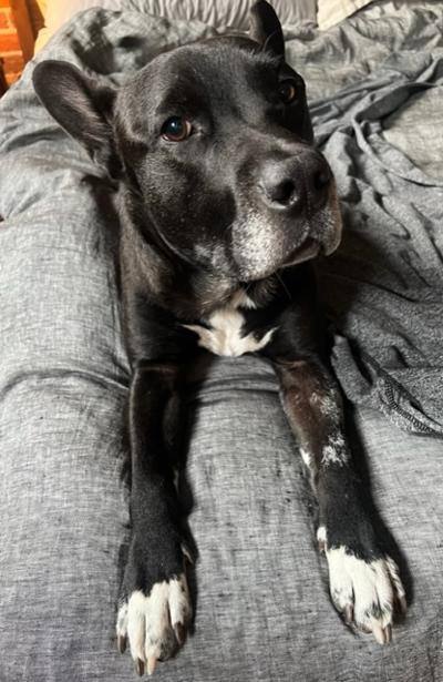 Enlarge Maximillian, a Adoptable mixed breed in Littleton, CO image 10/10