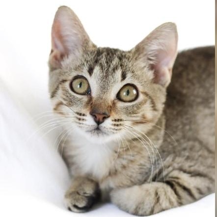 Wawa, Adoptable, Young Female Domestic Short Hair.