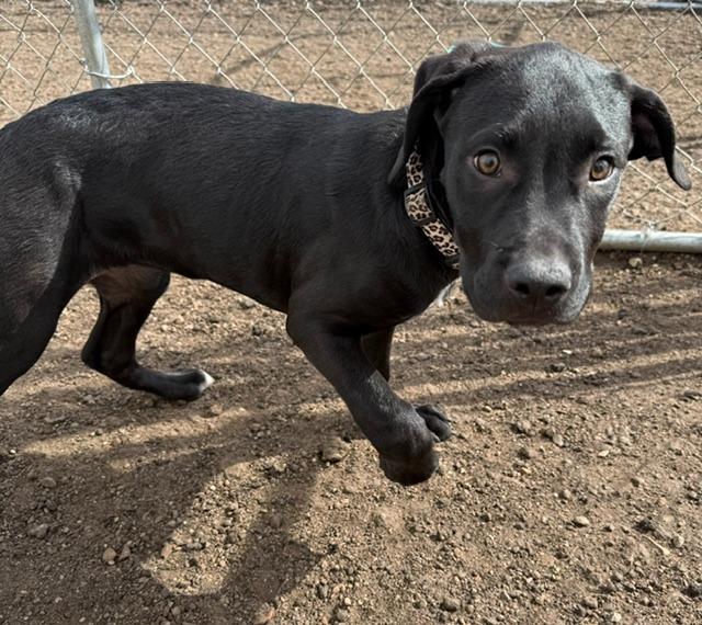 Enlarge Baddie 26-10610 nka Lila, a Adopted Labrador Retriever in Minot, ND image 4/6