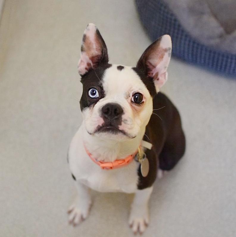 Paisley, adopted, Young Female Boston Terrier & French Bulldog.