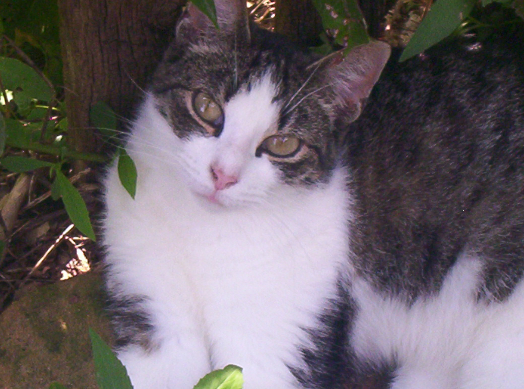 Sadie--Very Sweet photo 2