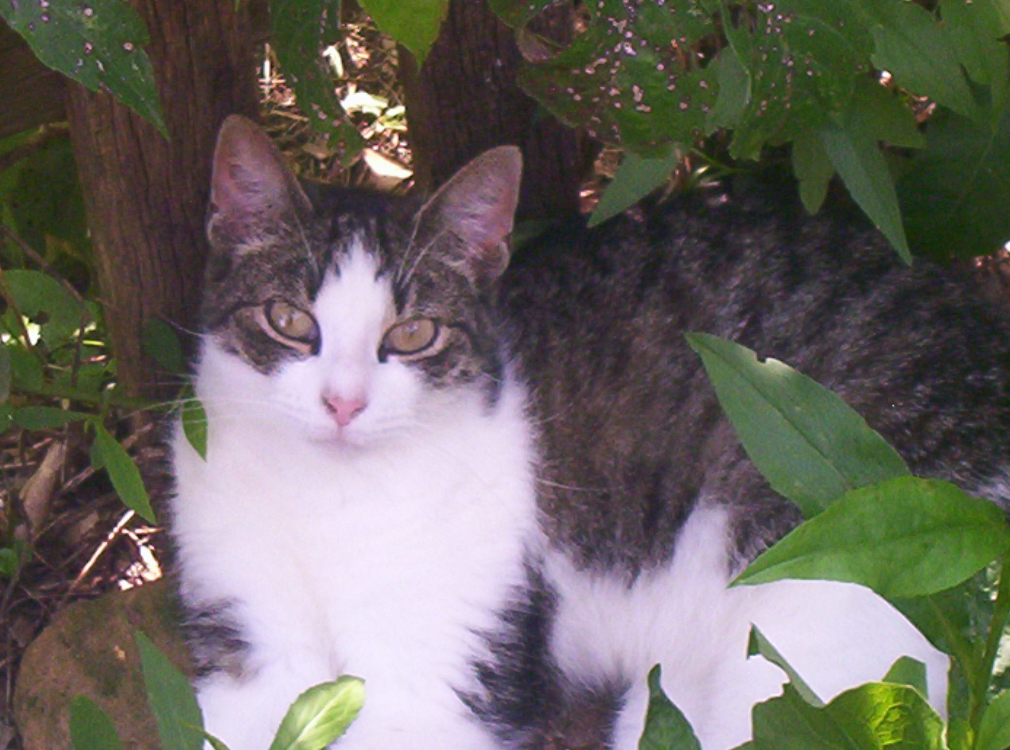 Sadie--Very Sweet, Adult Female unknown