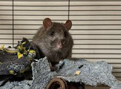 Manny, Moe, and Jack, Adoptable, Young Male Rat.
