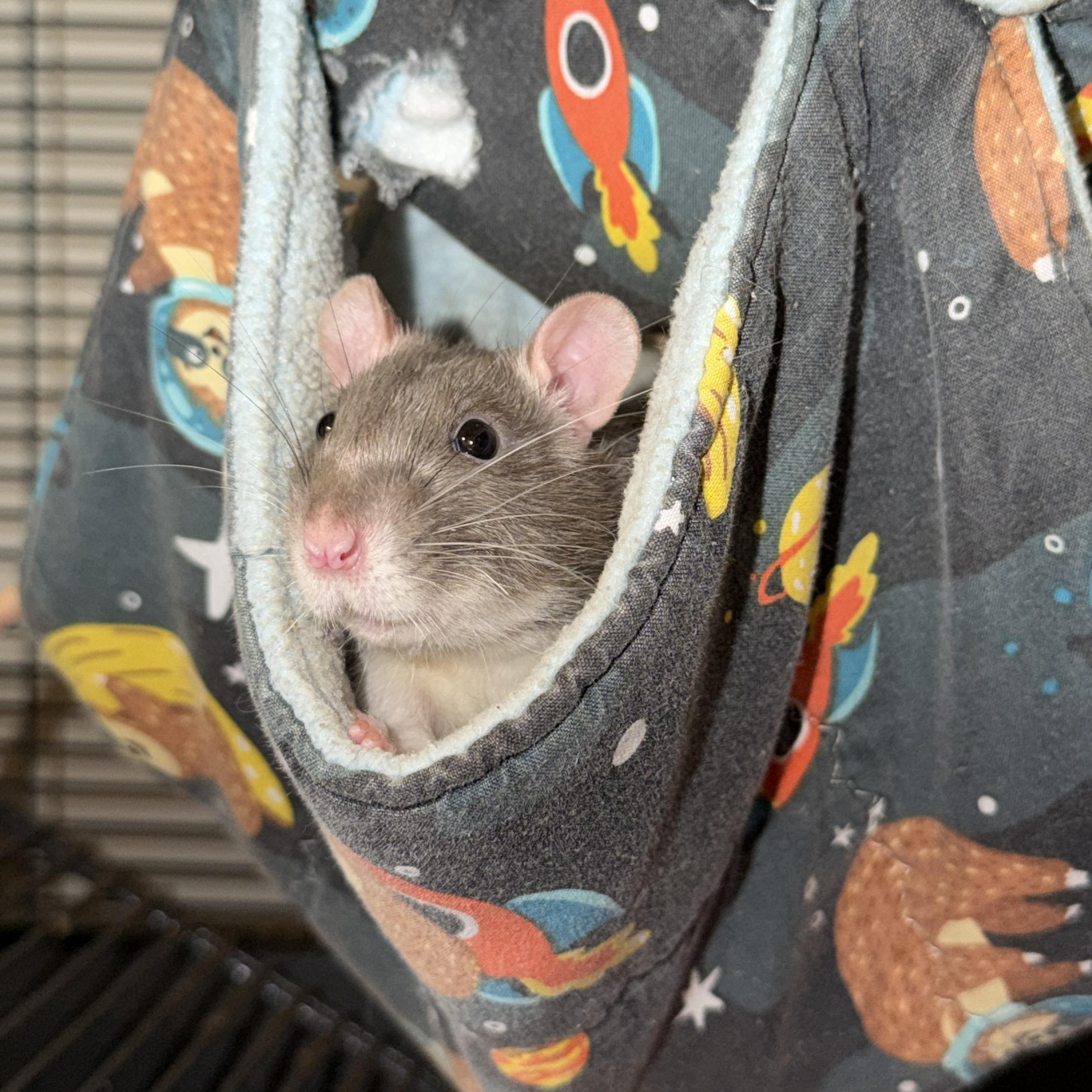 Pets for adoption from gRATitude Rat Rescue | Petfinder