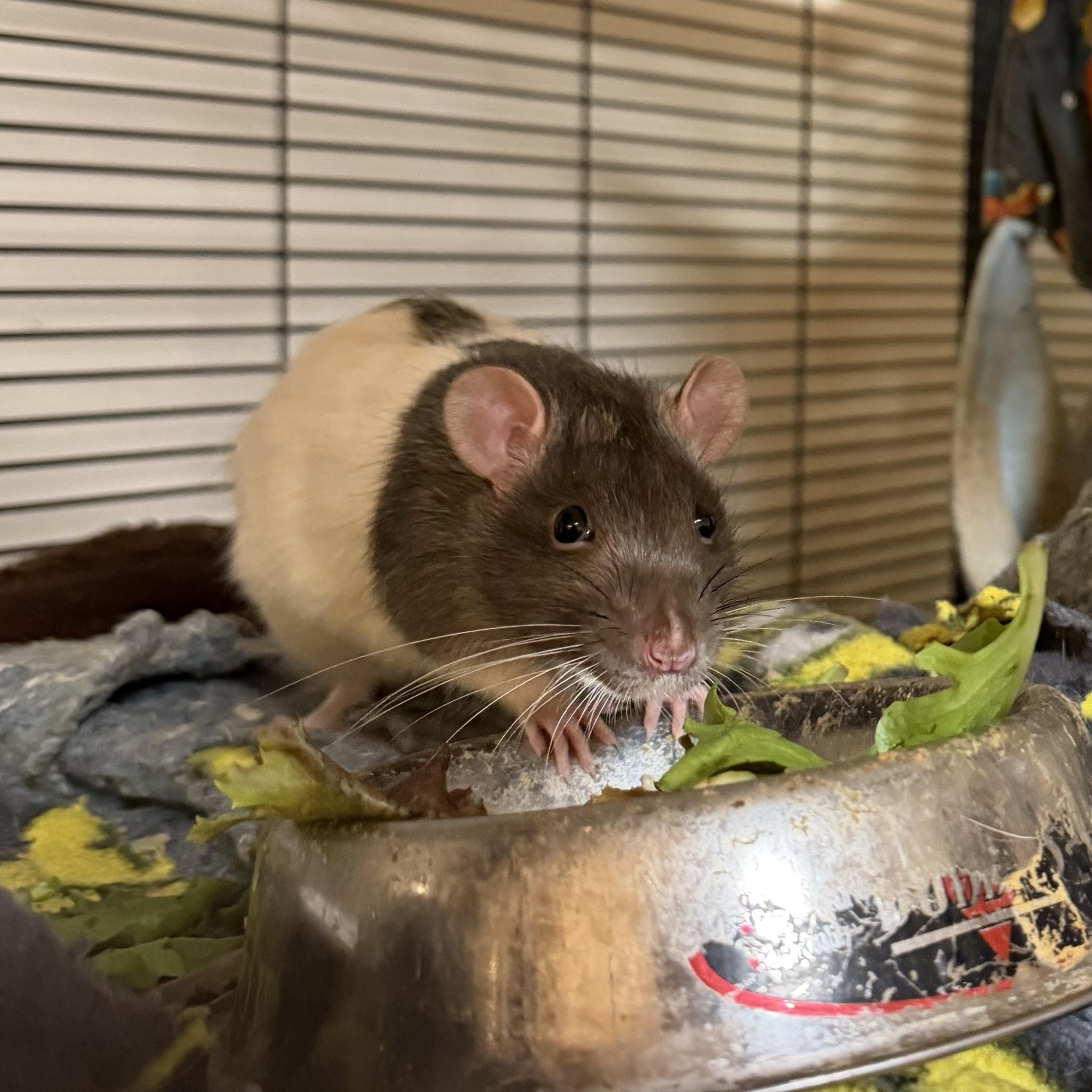 Manny, Moe, and Jack, a Adoptable Rat in Pylesville, MD image 3/3