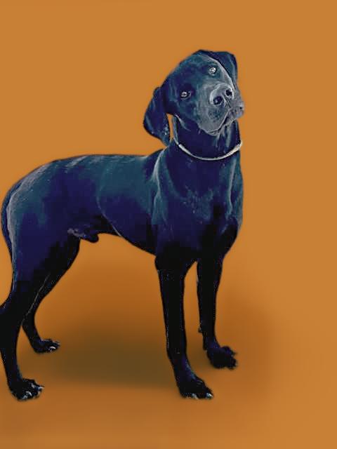 Enlarge Jay - EUTHANASIA LIST, a Adoptable mixed breed in Thousand Oaks, CA image 2/2