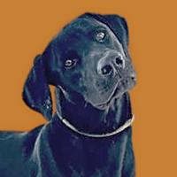 Enlarge Jay - EUTHANASIA LIST, a Adoptable mixed breed in Thousand Oaks, CA image 1/2