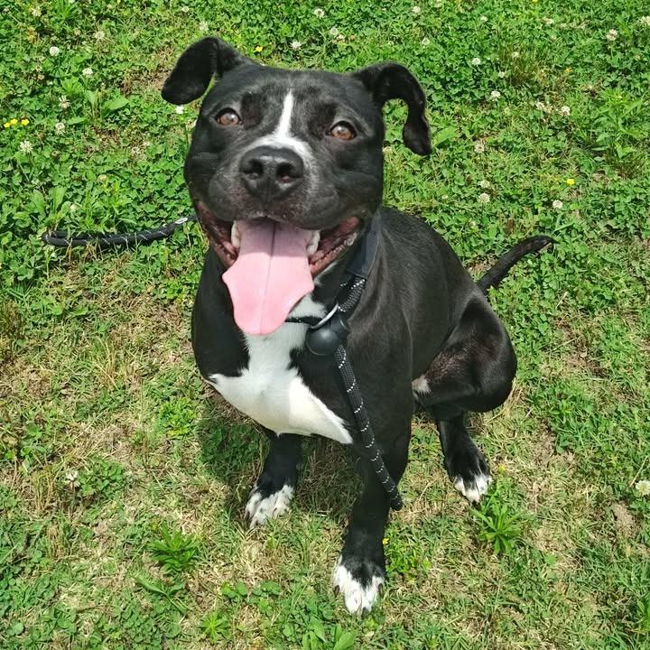 Tornado, Adoptable, Adult Male Pit Bull Terrier.