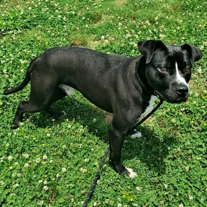 Tornado, a Adoptable Pit Bull Terrier in Springdale, AR image 2/6