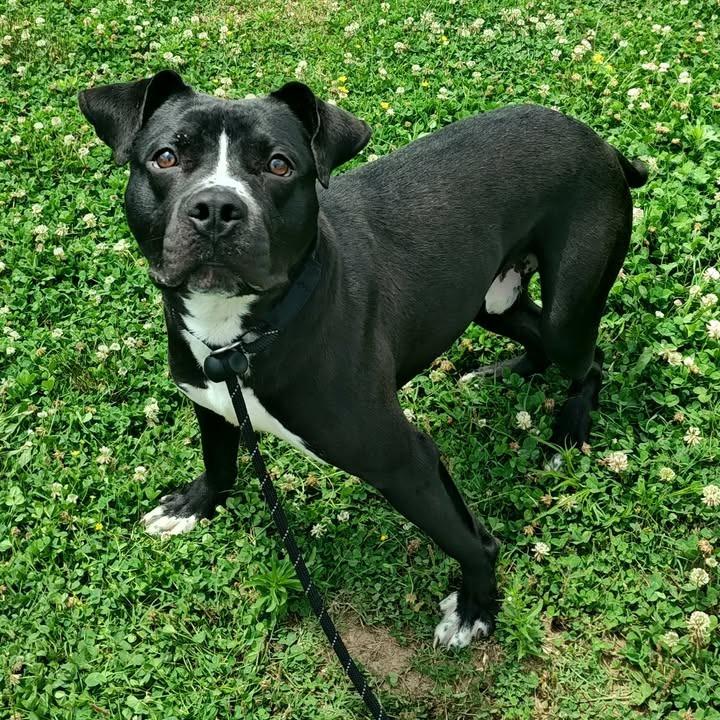 Tornado, a Adoptable Pit Bull Terrier in Springdale, AR image 3/6