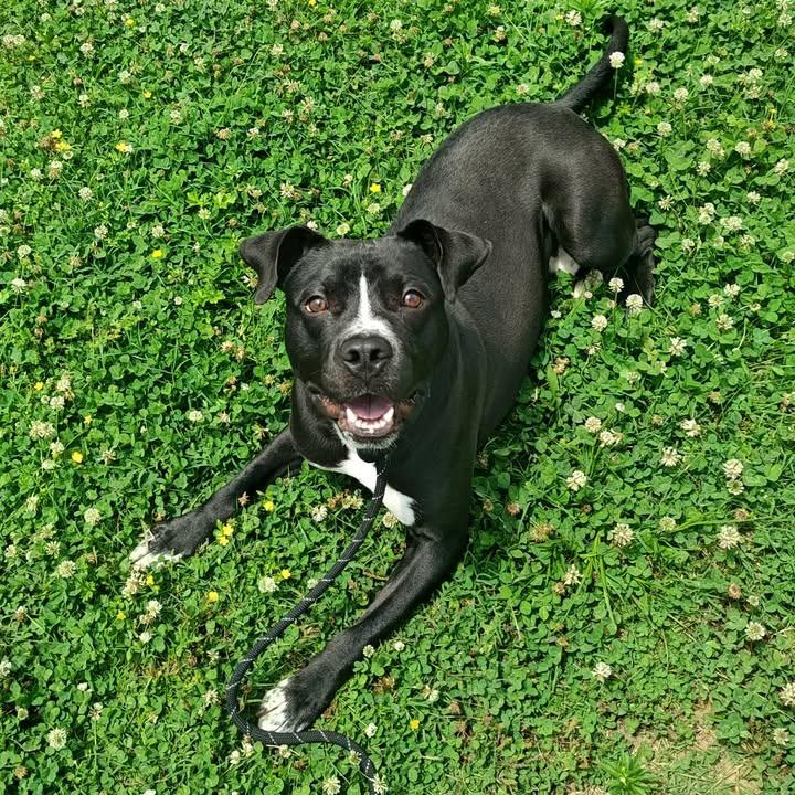 Tornado, a Adoptable Pit Bull Terrier in Springdale, AR image 4/6