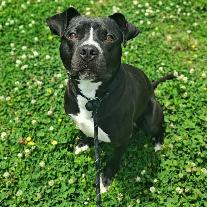 Tornado, a Adoptable Pit Bull Terrier in Springdale, AR image 5/6