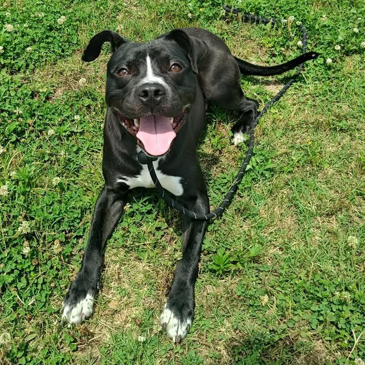 Tornado, a Adoptable Pit Bull Terrier in Springdale, AR image 6/6