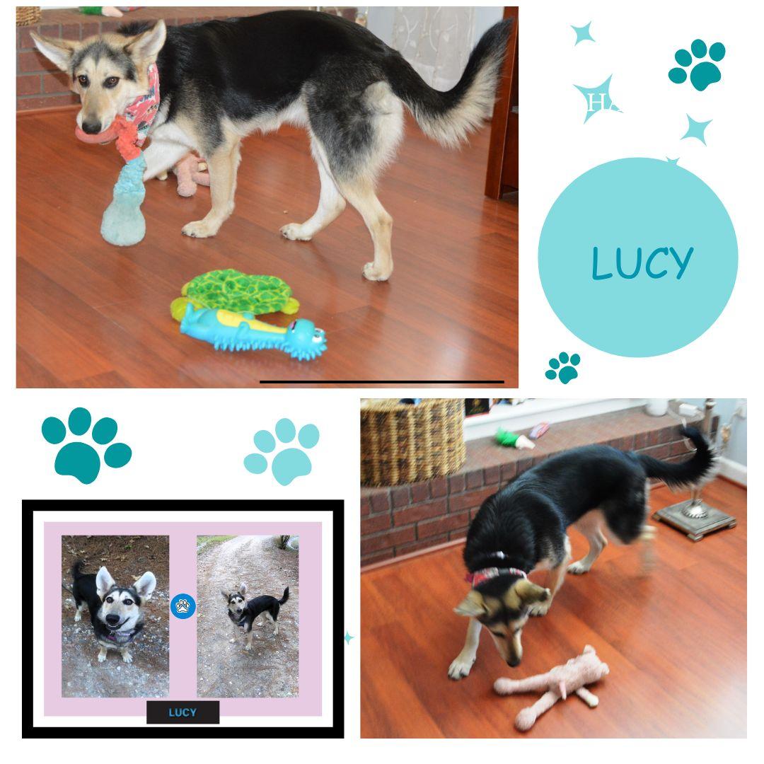 Lucy, an adoptable mixed breed in Medford, MA image 2/6