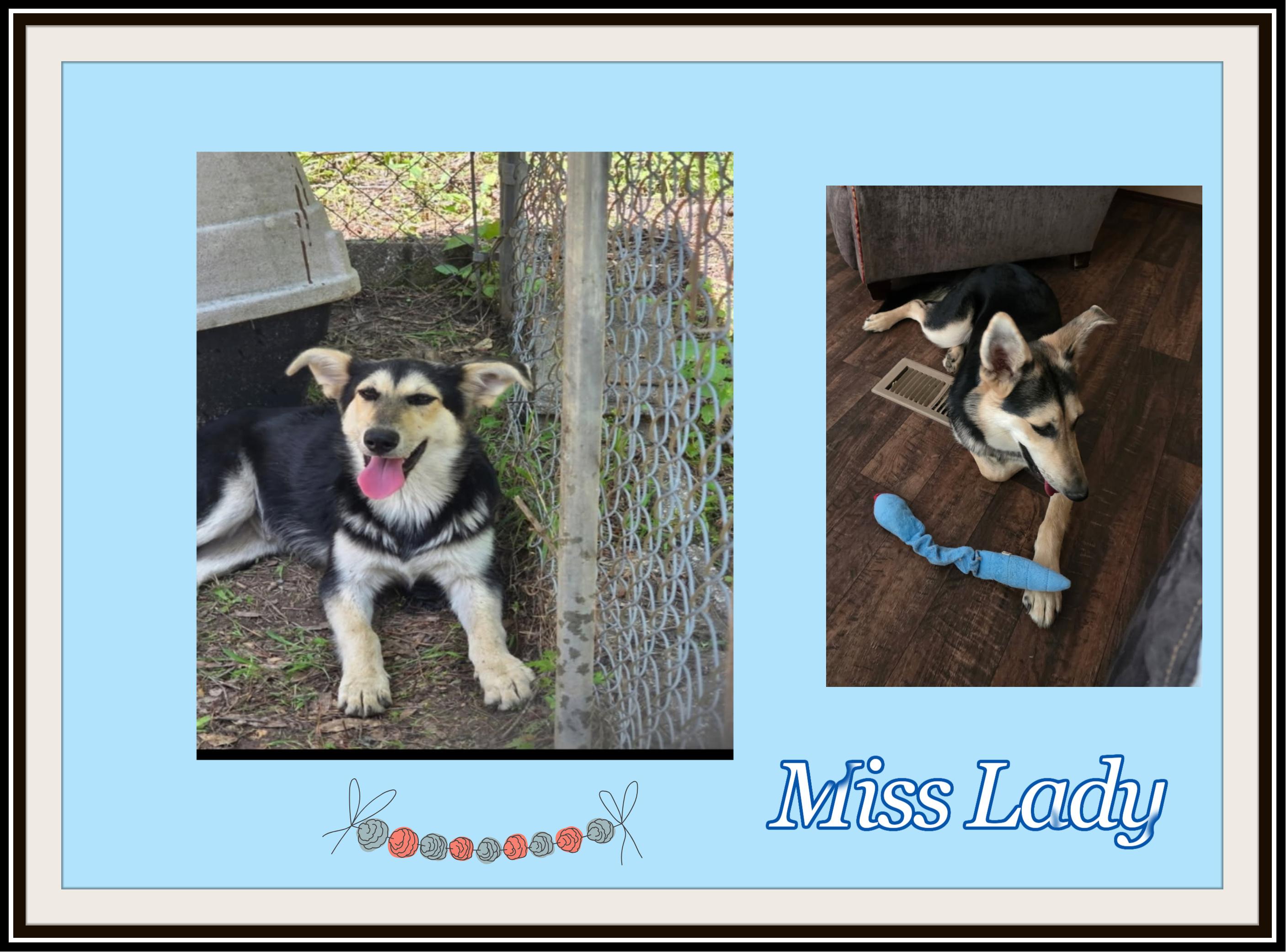 Enlarge Lucy, a Adoptable mixed breed in North Attleboro, MA image 5/6