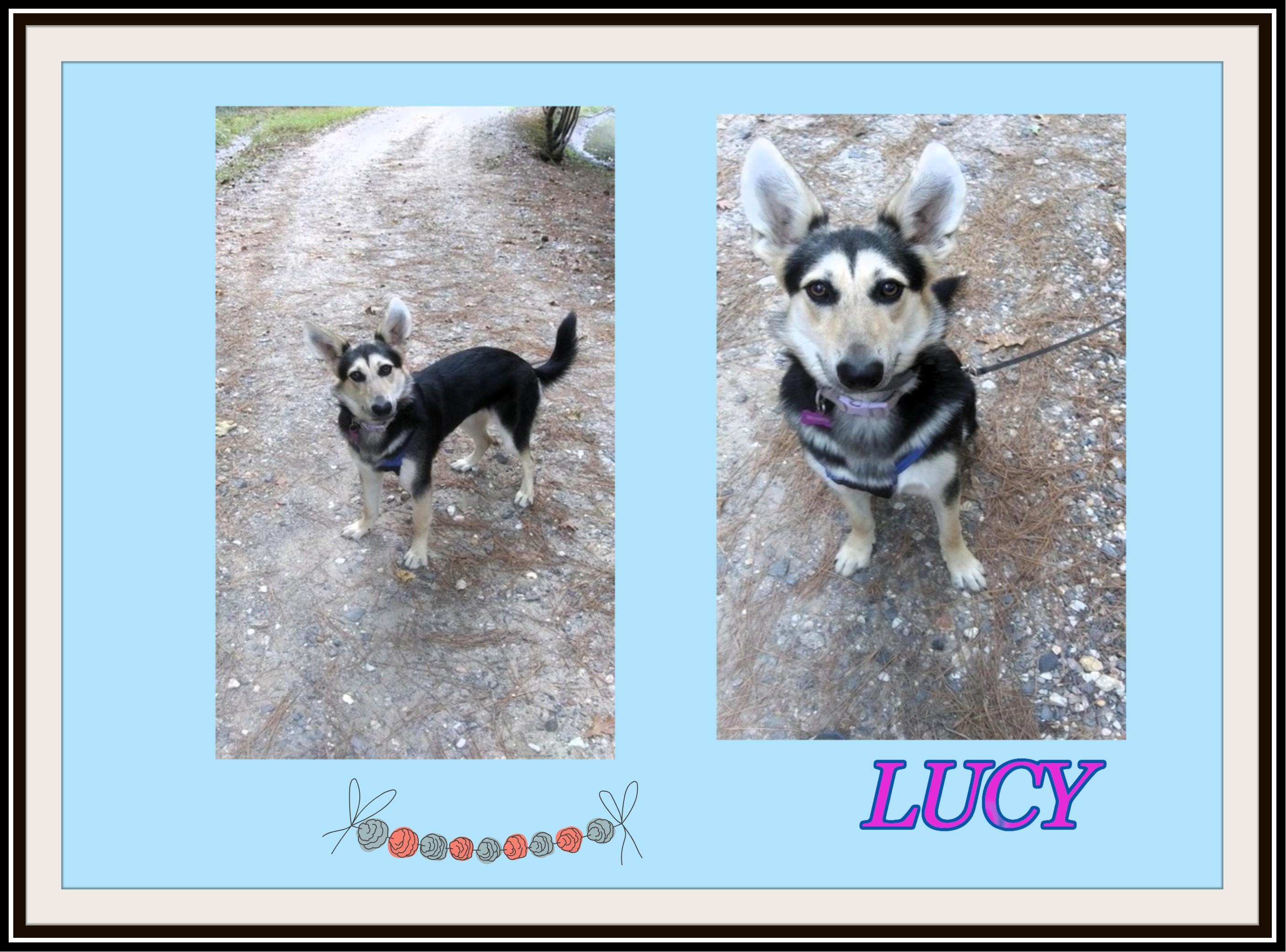 Enlarge Lucy, a Adoptable mixed breed in North Attleboro, MA image 1/6