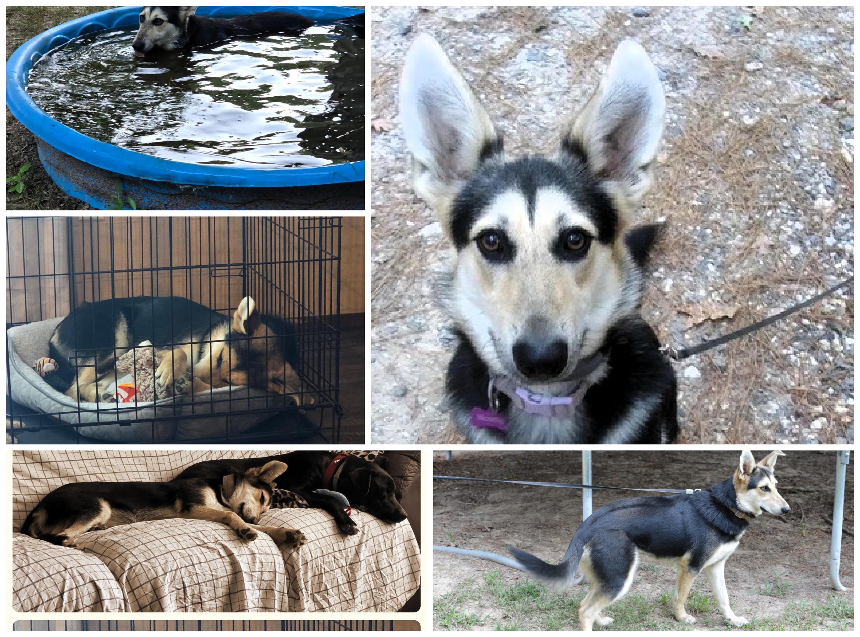 Enlarge Lucy, a Adoptable mixed breed in North Attleboro, MA image 6/6