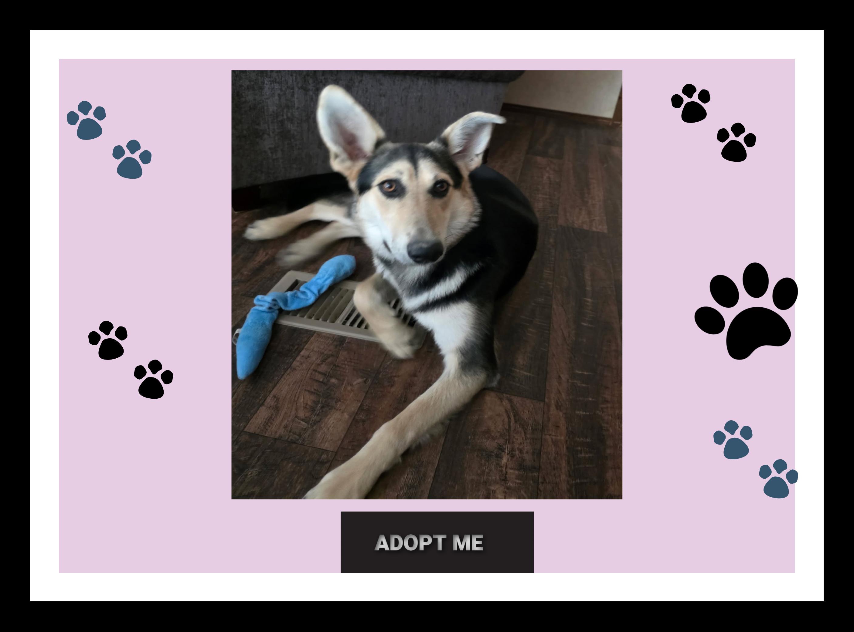 Enlarge Lucy, a Adoptable mixed breed in North Attleboro, MA image 2/6