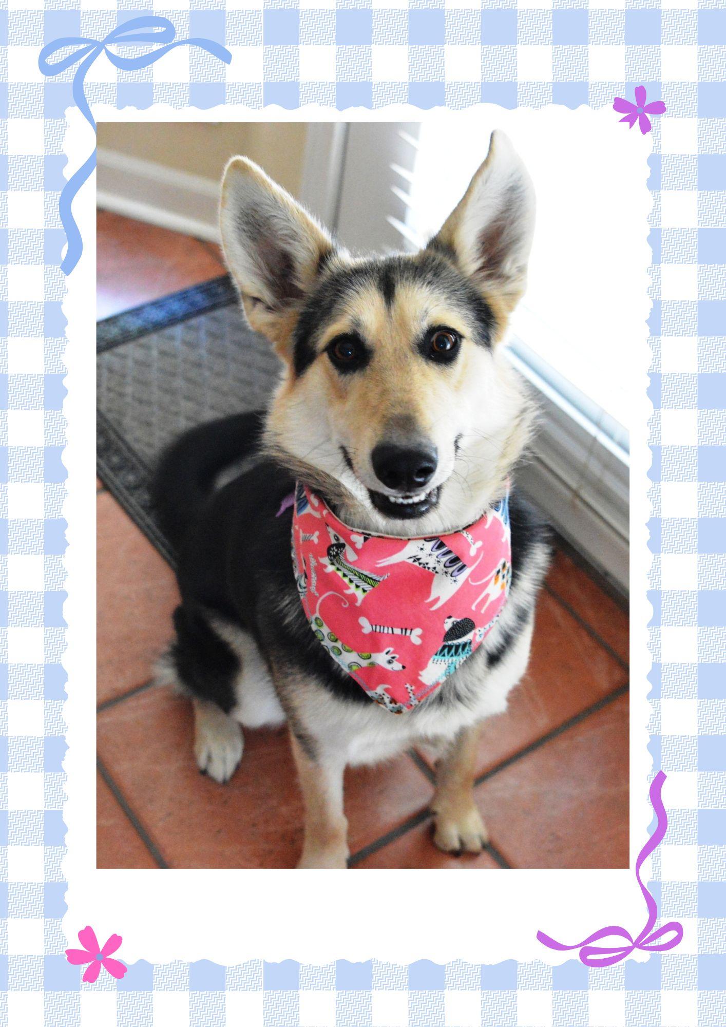 Lucy, an adoptable mixed breed in Medford, MA image 1/6