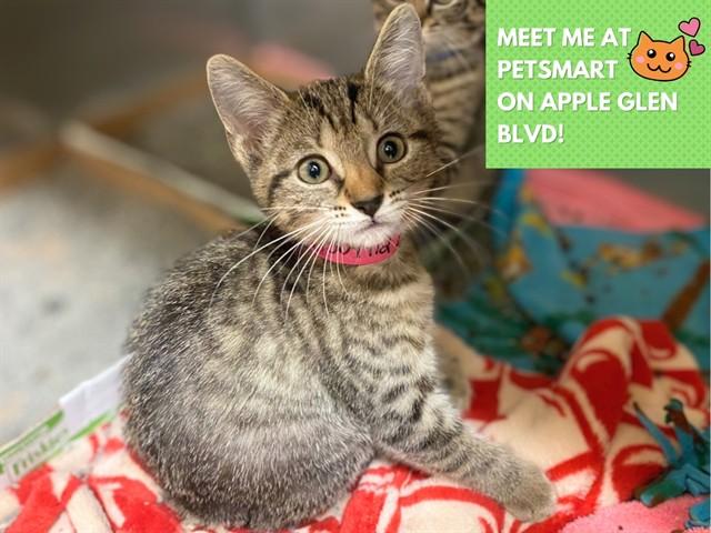 ELLA, Adoptable, Kitten Female Domestic Short Hair.