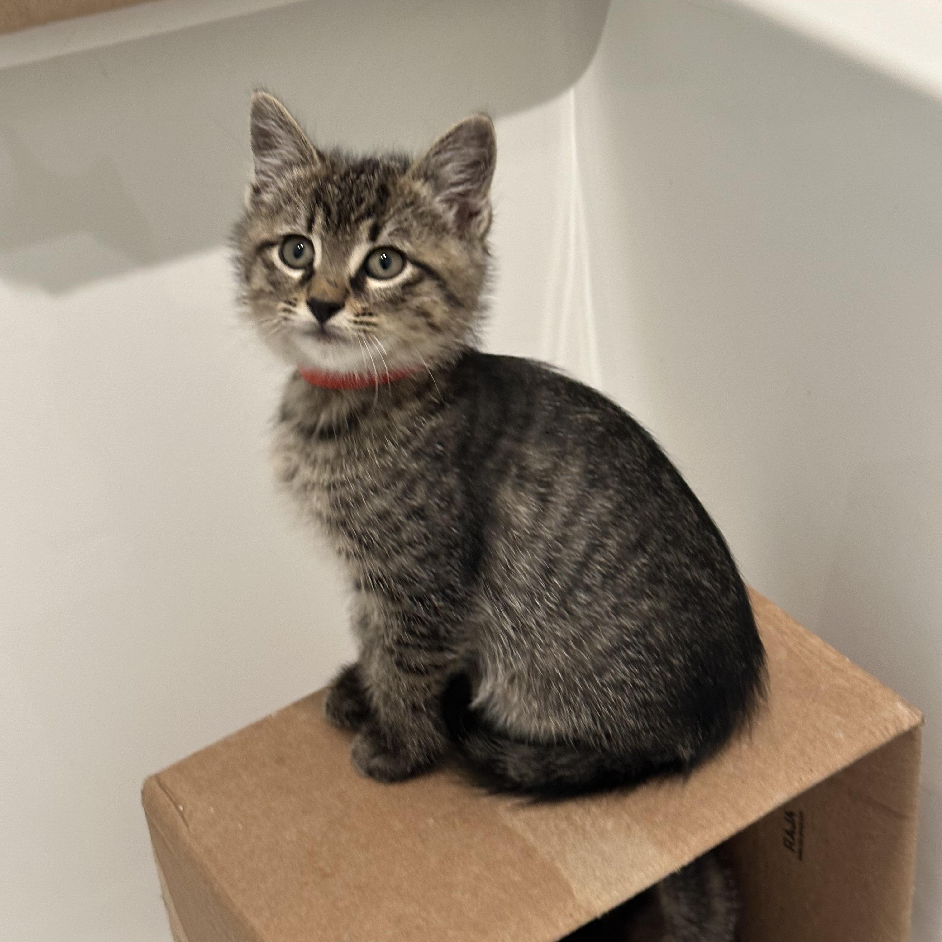 Enlarge Dino (Barney's brother), a ADOPTABLE Domestic Short Hair in Santa Monica, CA image 1/6