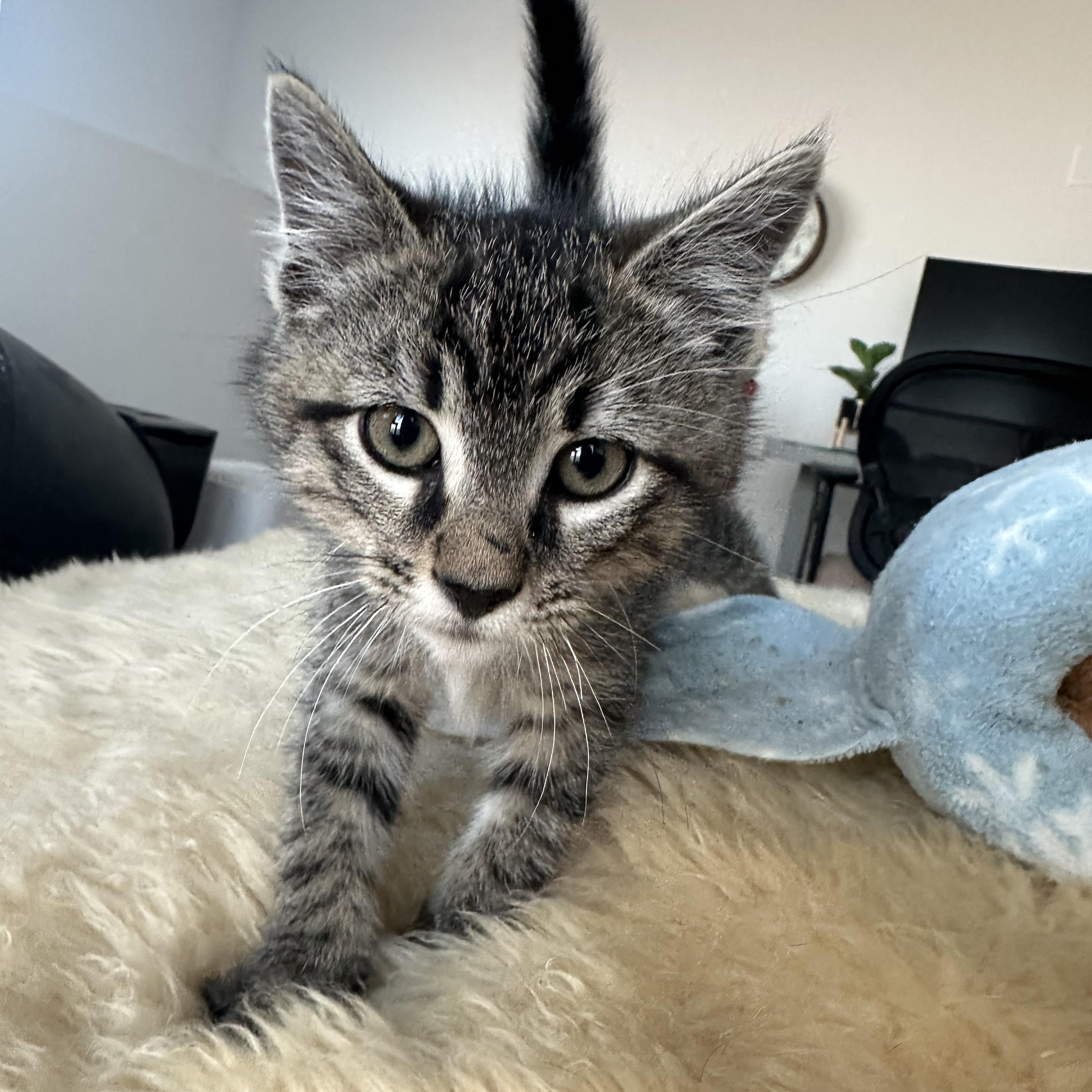 Enlarge Dino (Barney's brother), a ADOPTABLE Domestic Short Hair in Santa Monica, CA image 6/6