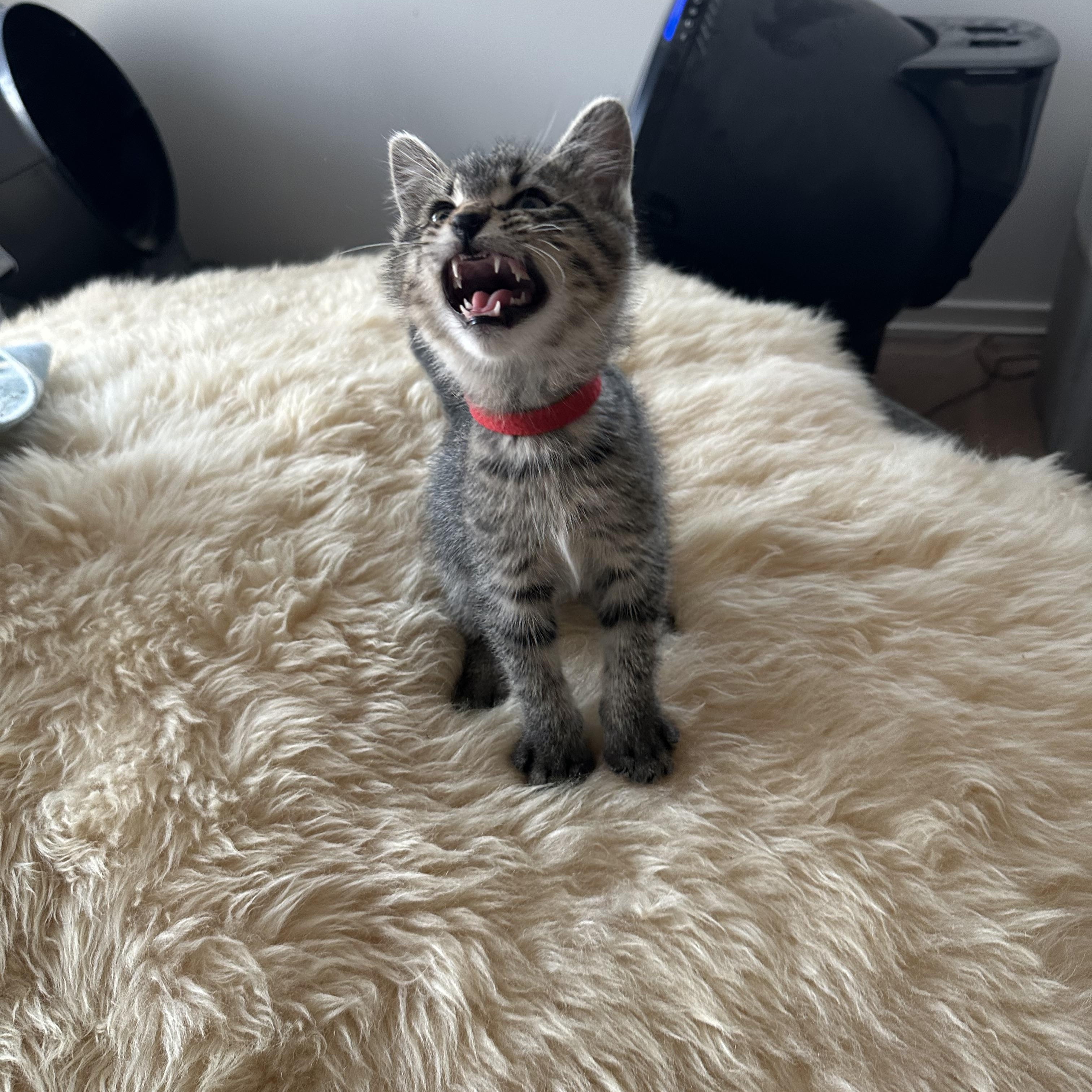 Enlarge Dino (Barney's brother), a ADOPTABLE Domestic Short Hair in Santa Monica, CA image 4/6